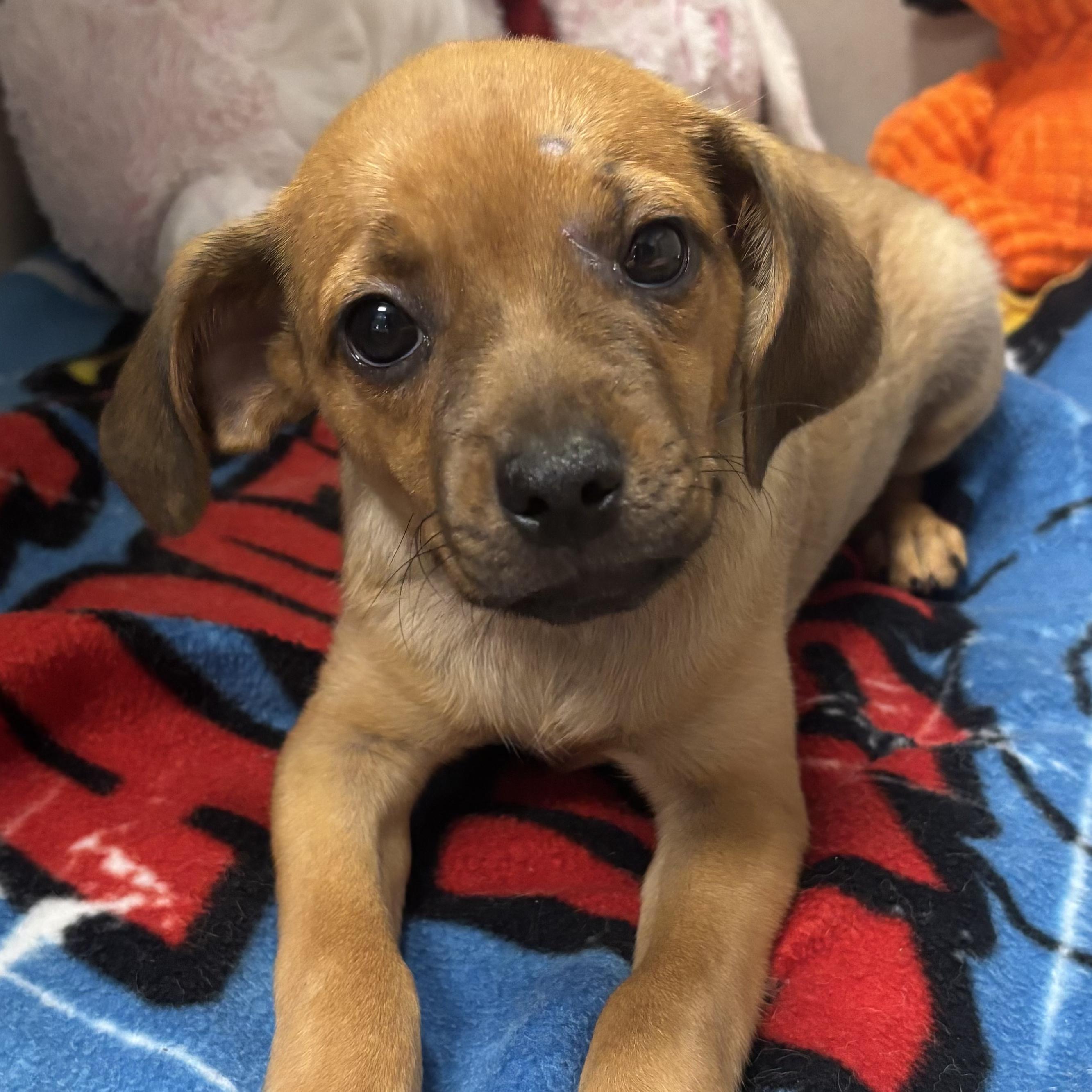 Coco