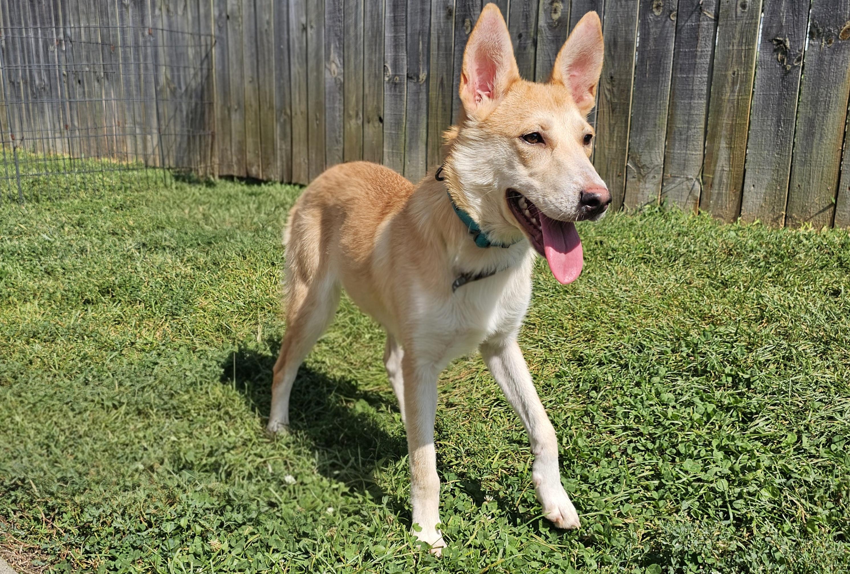 Enlarge Lucy lou, a Adoptable mixed breed in Lexington, KY image 4/6