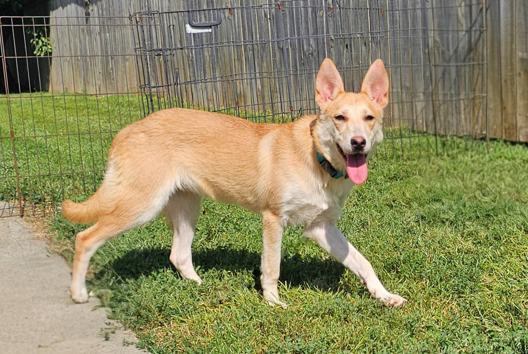 Lucy lou, Adoptable, Adult Female Terrier & Labrador Retriever.