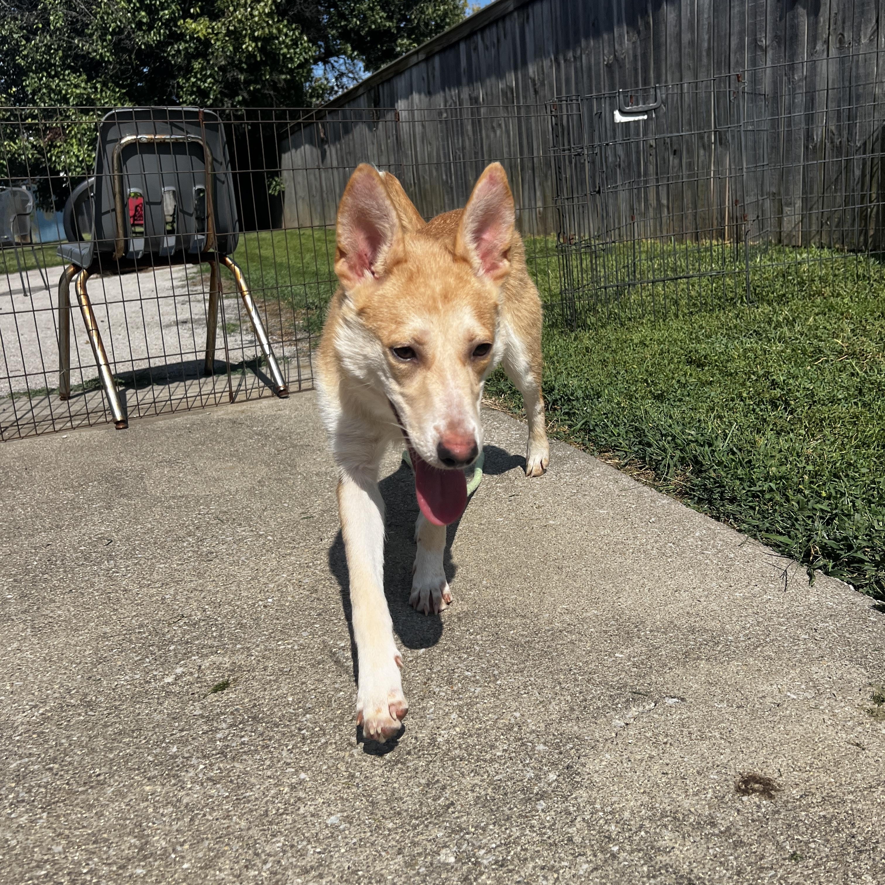 Enlarge Lucy lou, a Adoptable mixed breed in Lexington, KY image 5/6
