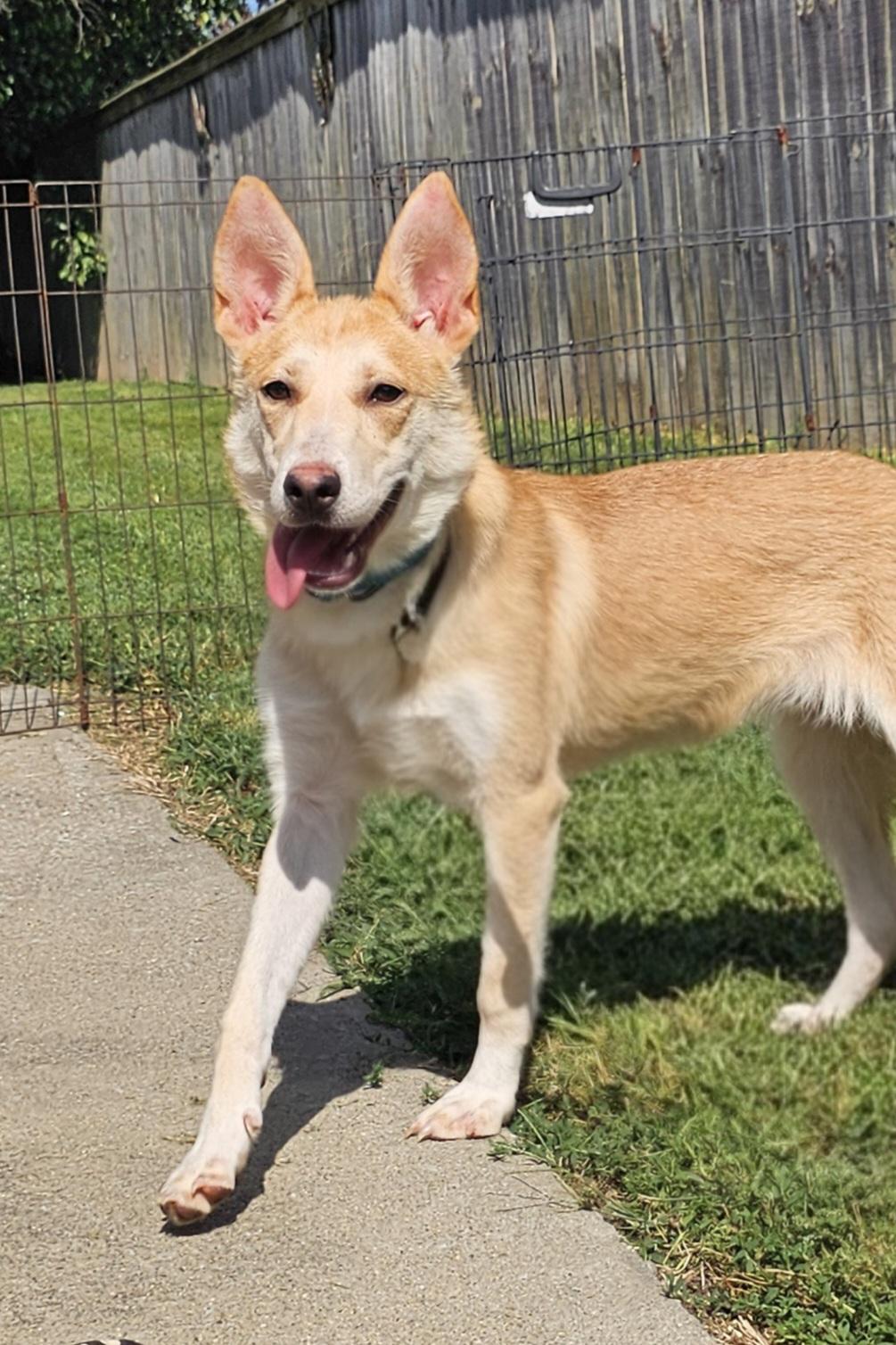 Enlarge Lucy lou, a Adoptable mixed breed in Lexington, KY image 2/6