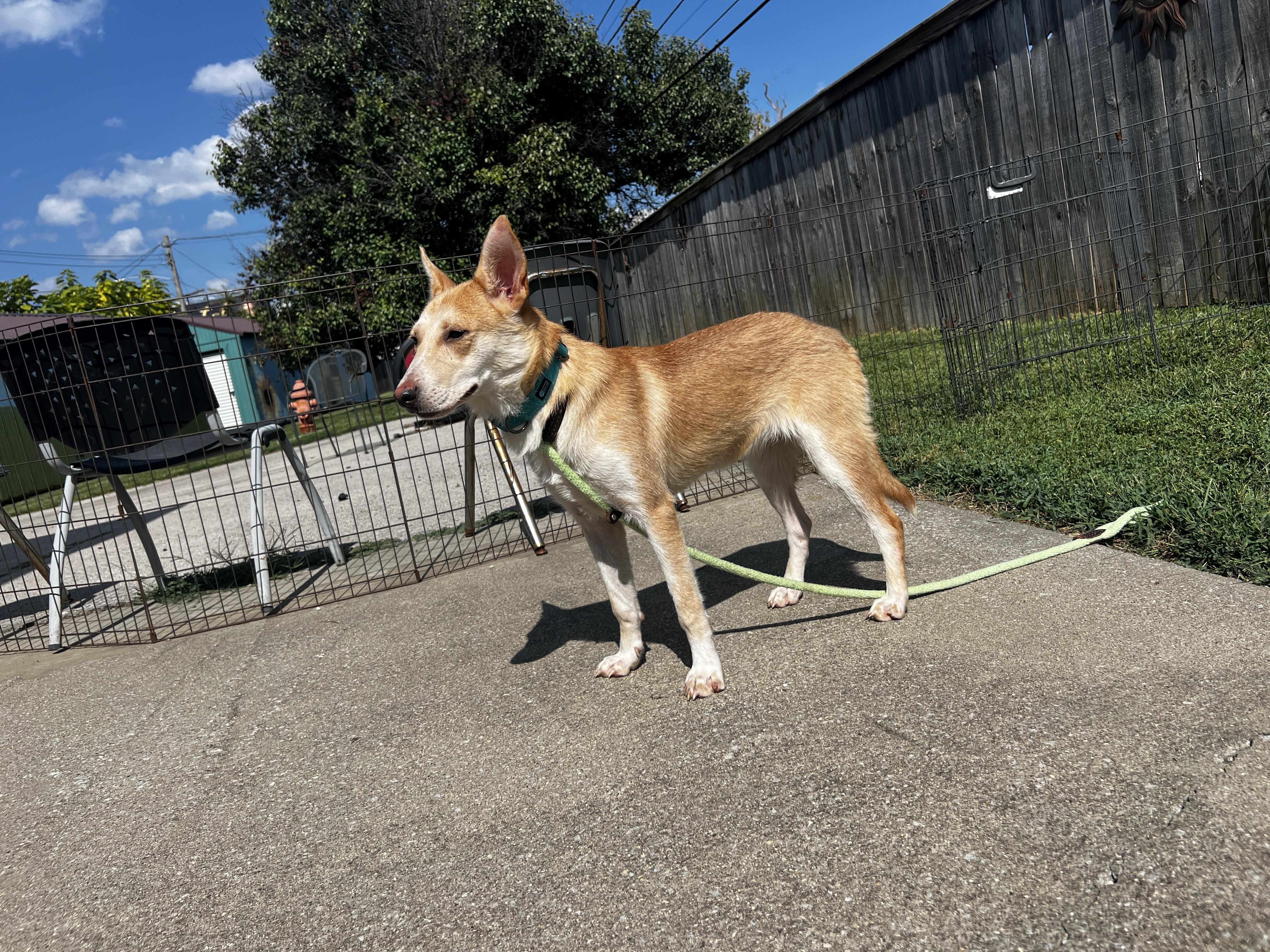 Enlarge Lucy lou, a Adoptable mixed breed in Lexington, KY image 6/6