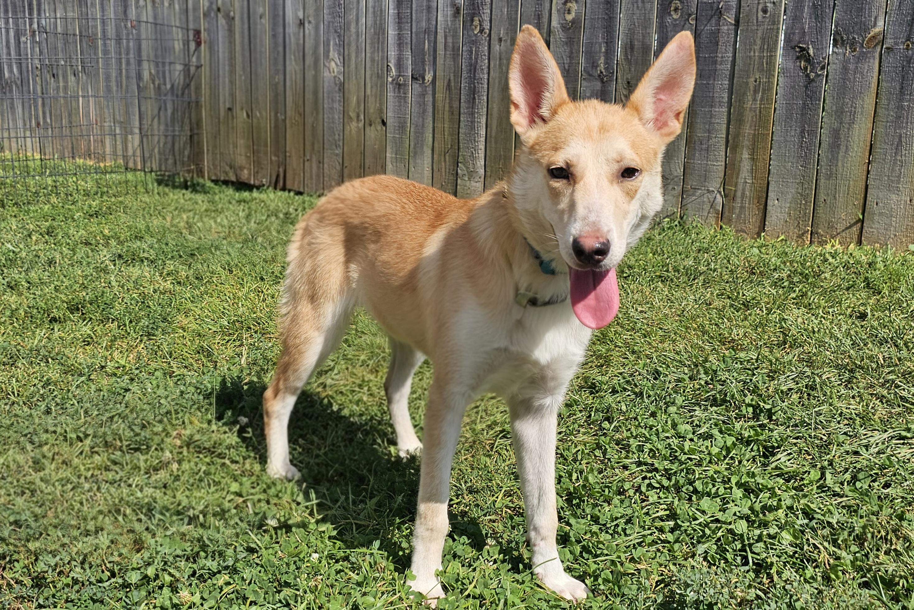 Enlarge Lucy lou, a Adoptable mixed breed in Lexington, KY image 3/6