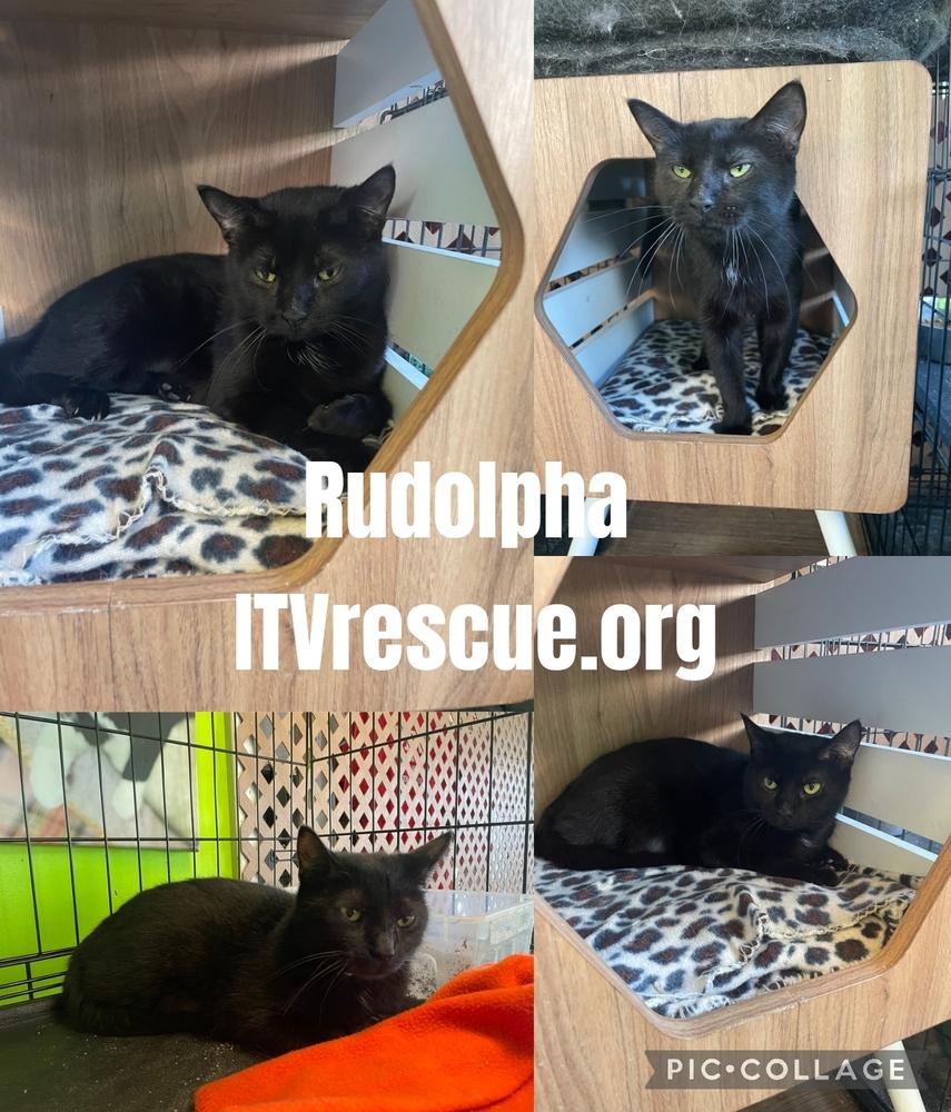 Rudolpha, Adoptable, Adult Female Domestic Short Hair.