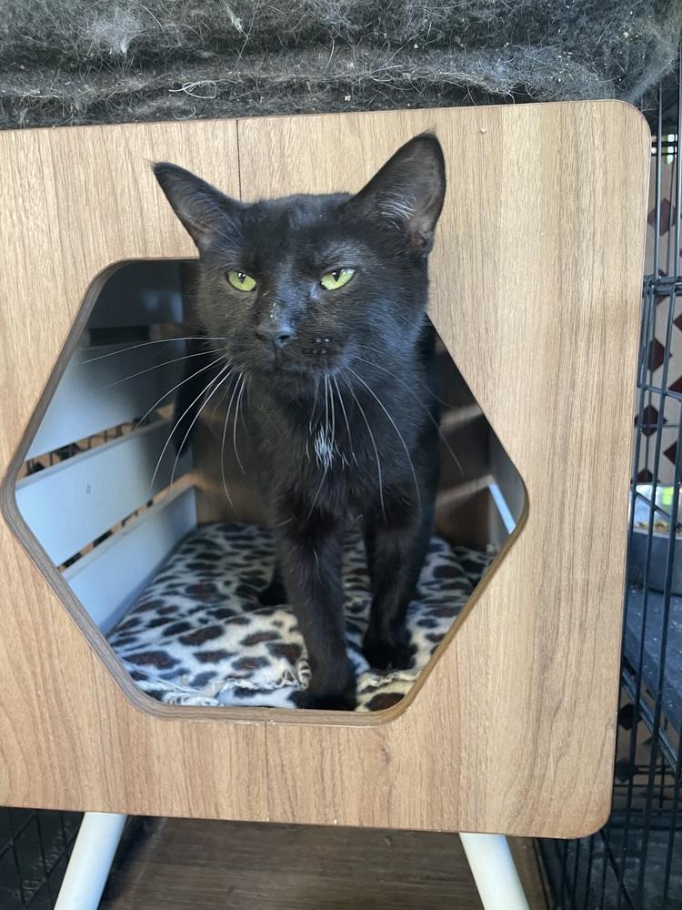 Enlarge Rudolpha, a Adoptable Domestic Short Hair in Evansville, IN image 2/6