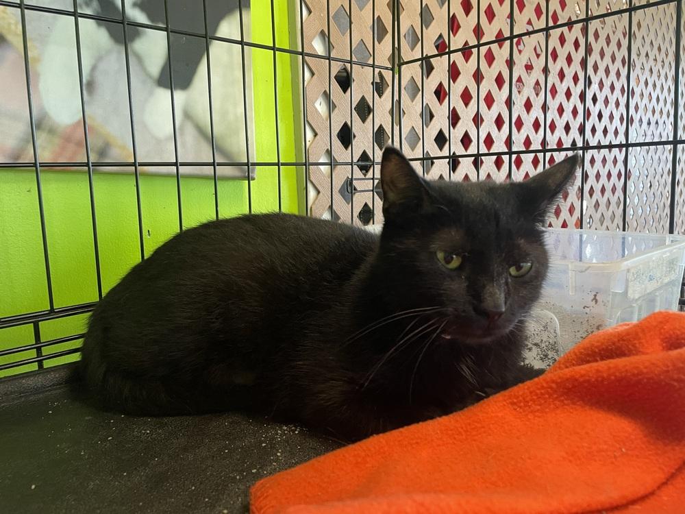 Enlarge Rudolpha, a Adoptable Domestic Short Hair in Evansville, IN image 3/6
