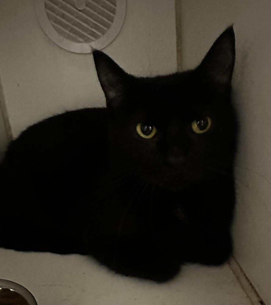 Enlarge Rudolpha, a Adoptable Domestic Short Hair in Evansville, IN image 4/6