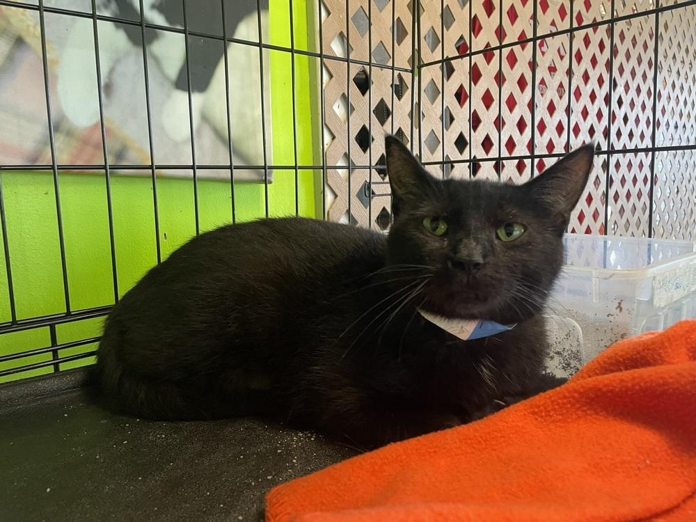 Enlarge Rudolpha, a Adoptable Domestic Short Hair in Evansville, IN image 5/6