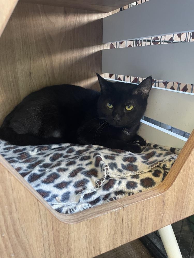 Enlarge Rudolpha, a Adoptable Domestic Short Hair in Evansville, IN image 6/6