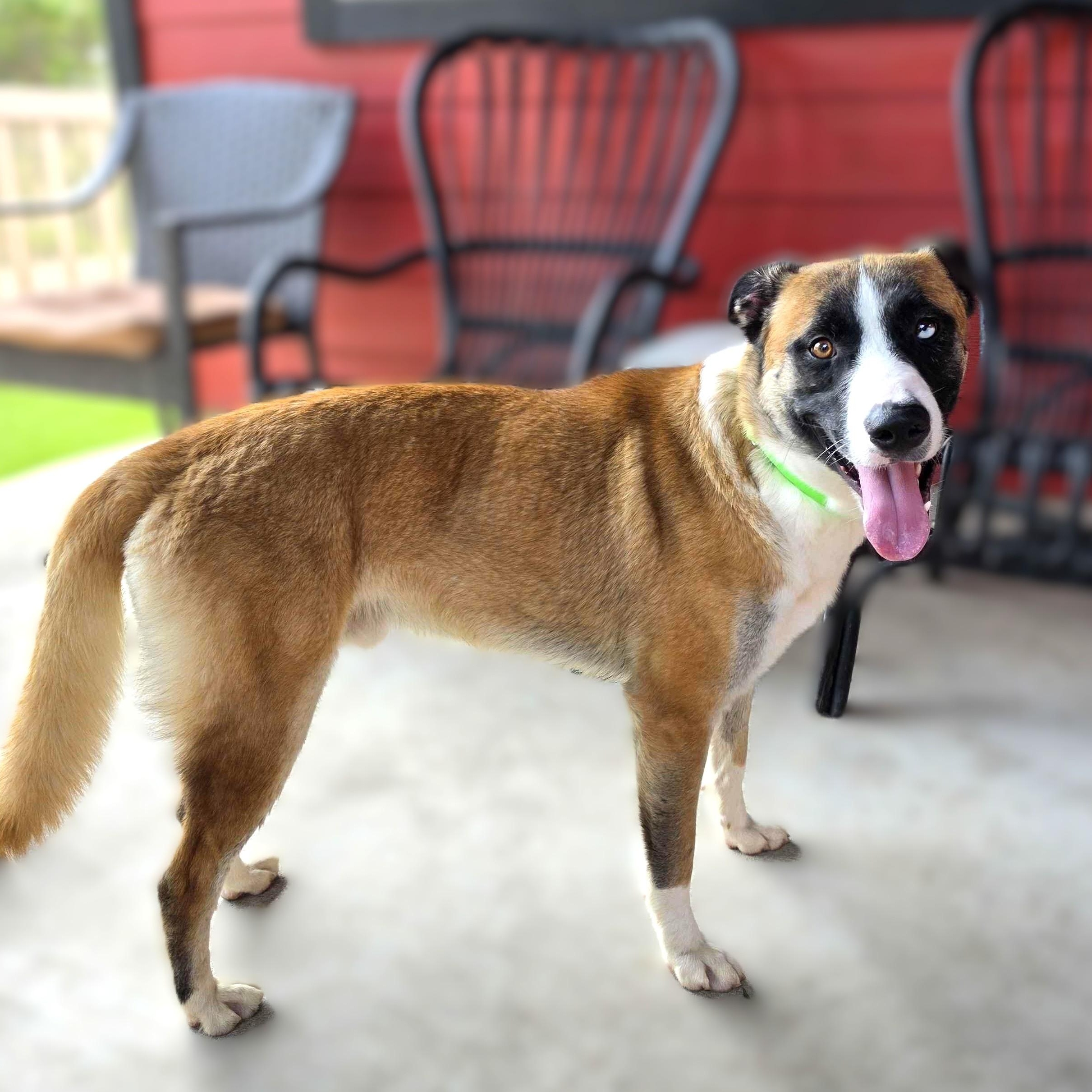Odin, Adoptable, Young Male German Shepherd Dog & Belgian Shepherd / Malinois.