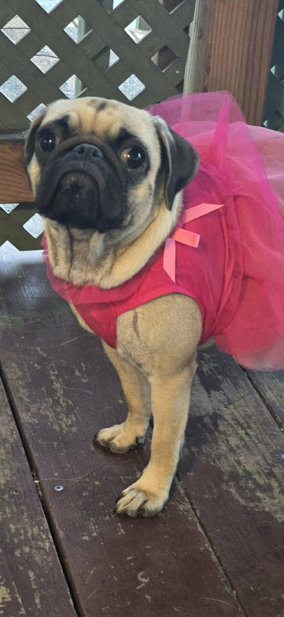 Princess, adopted, Young Female Pug.