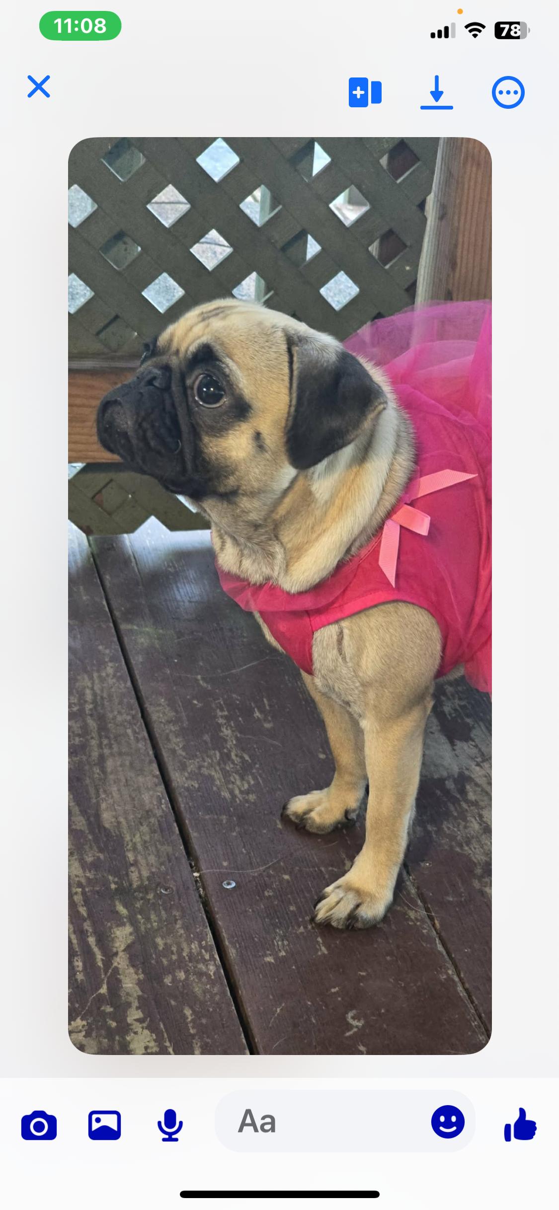 Princess, an adopted Pug in McMinnville, OR image 2/3
