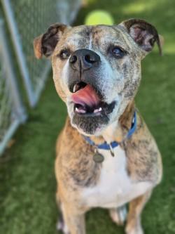 Enlarge Phillip, a Adoptable mixed breed in Savannah, GA image 1/3