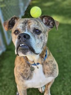 Enlarge Phillip, a Adoptable mixed breed in Savannah, GA image 2/3