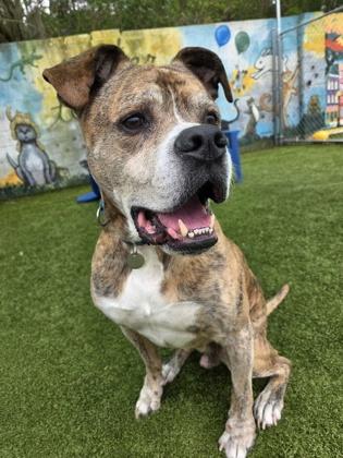 Enlarge Phillip, a Adoptable mixed breed in Savannah, GA image 3/3