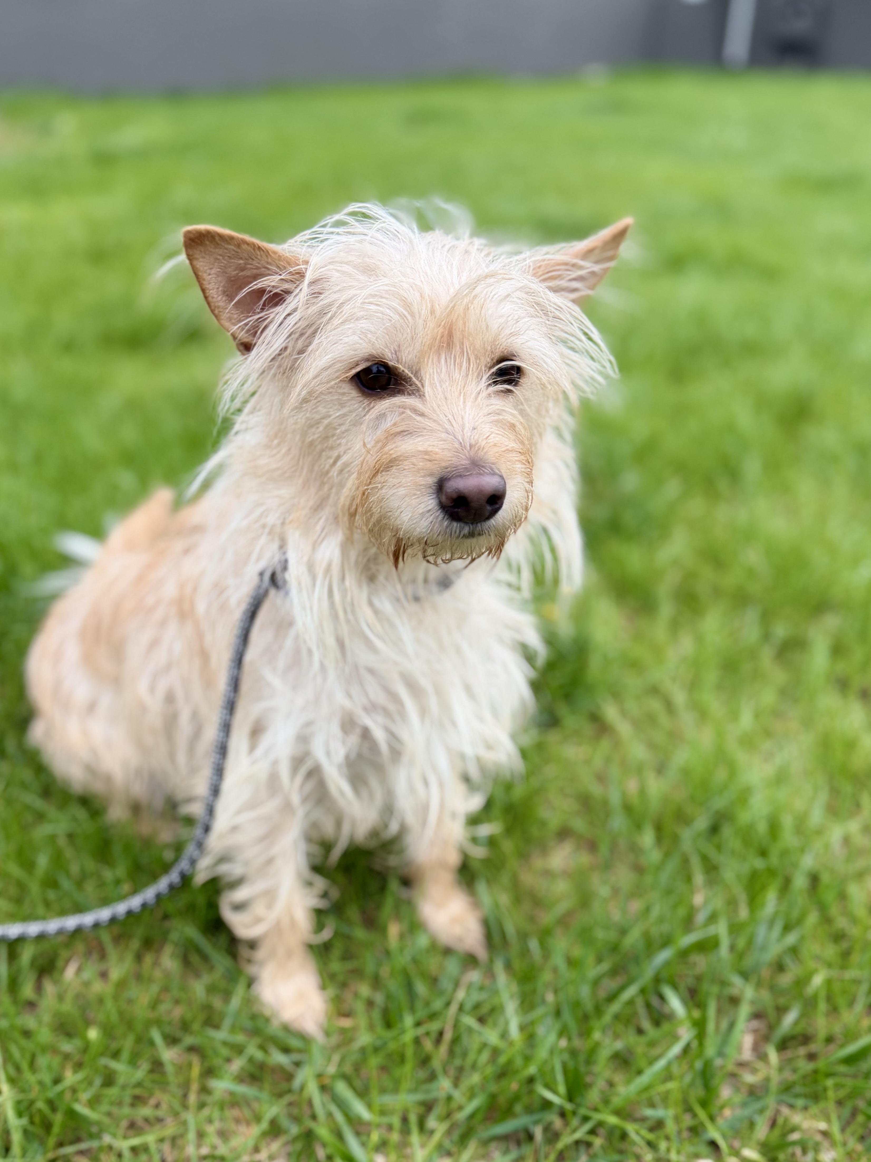 Enlarge Essie, an adopted mixed breed in Madison Heights, MI image 1/4