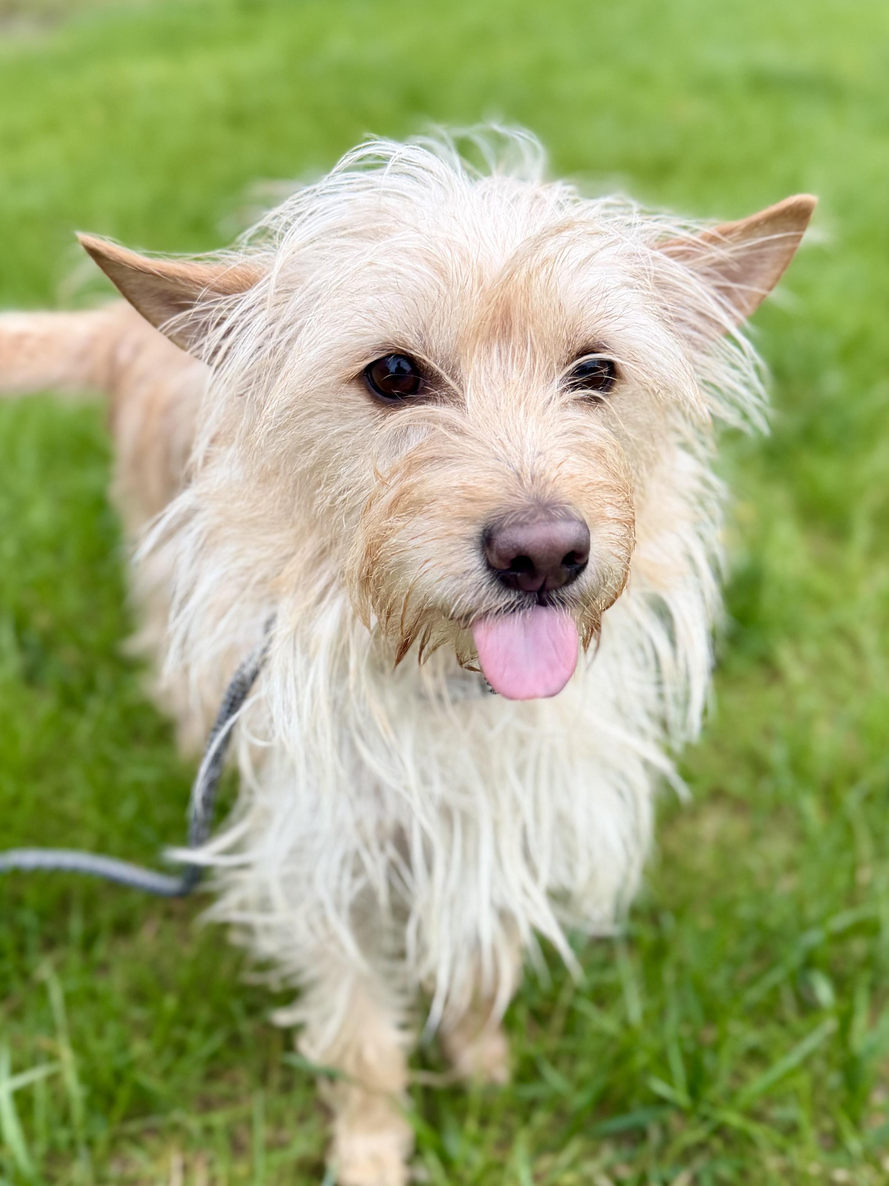 Enlarge Essie, an adopted mixed breed in Madison Heights, MI image 3/4