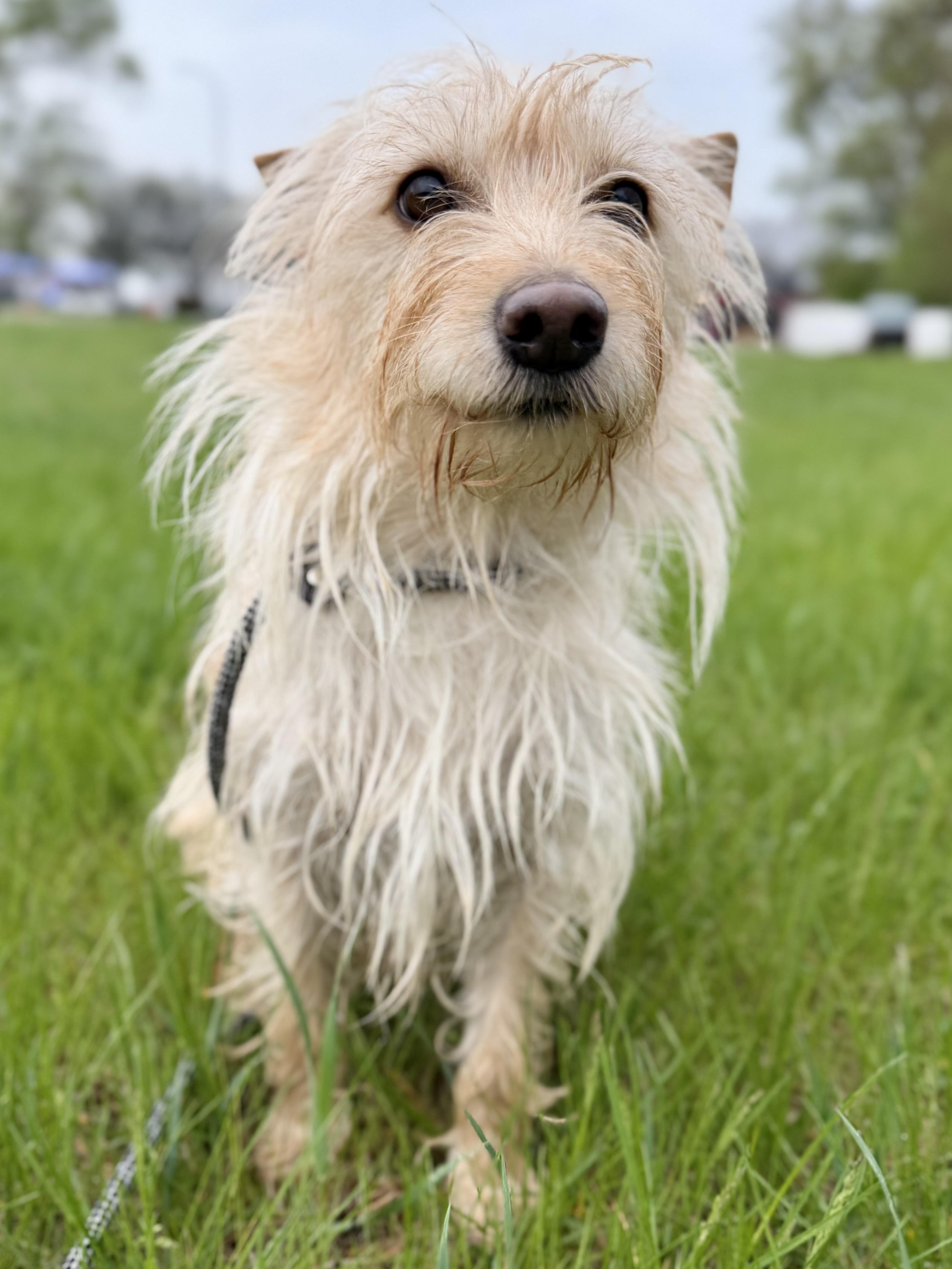 Enlarge Essie, an adopted mixed breed in Madison Heights, MI image 4/4