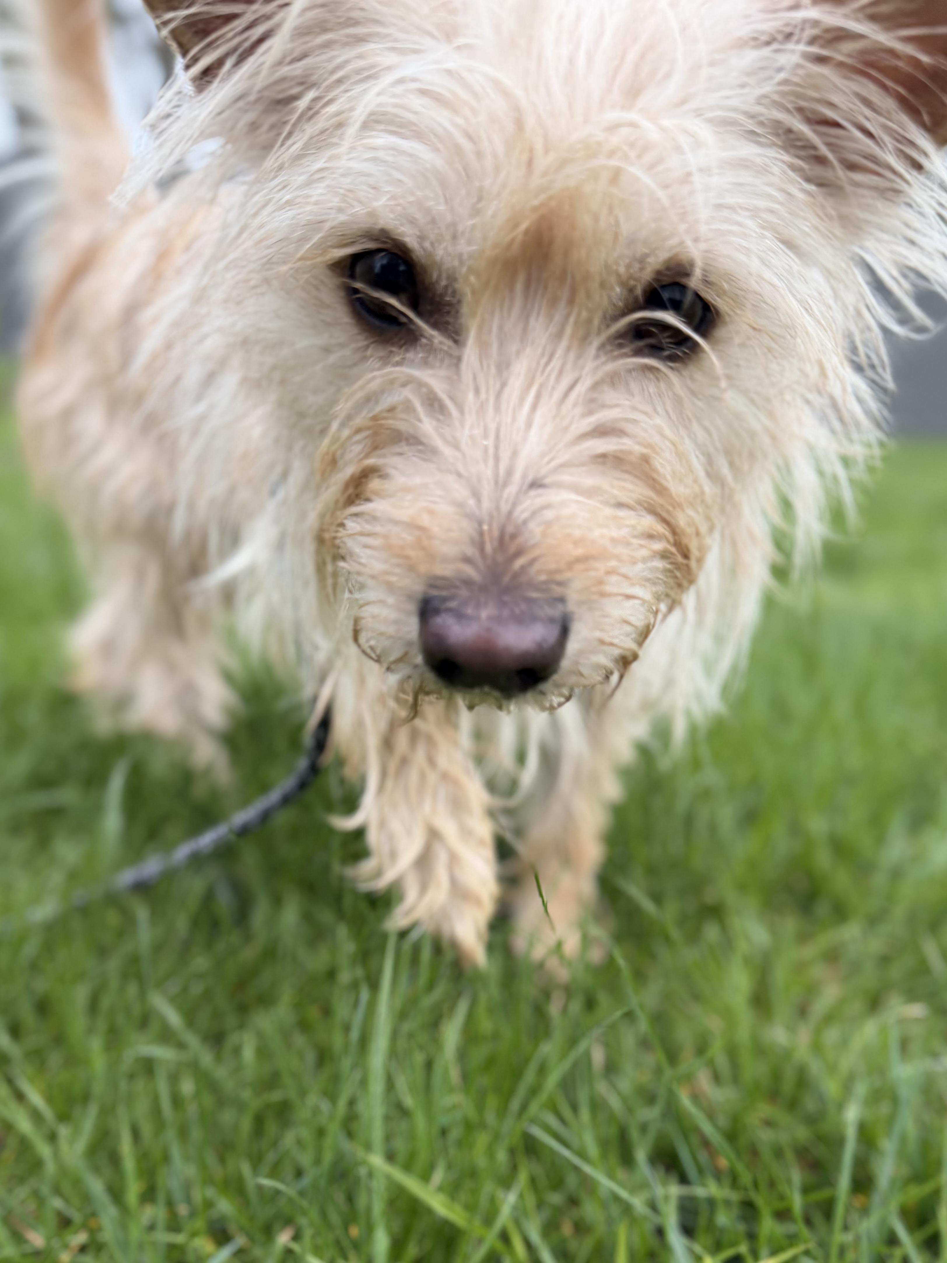 Enlarge Essie, an adopted mixed breed in Madison Heights, MI image 2/4