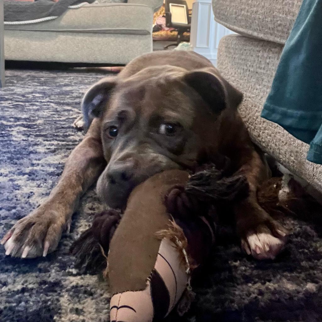 Lovey, Adoptable, Adult Female Mixed Breed.