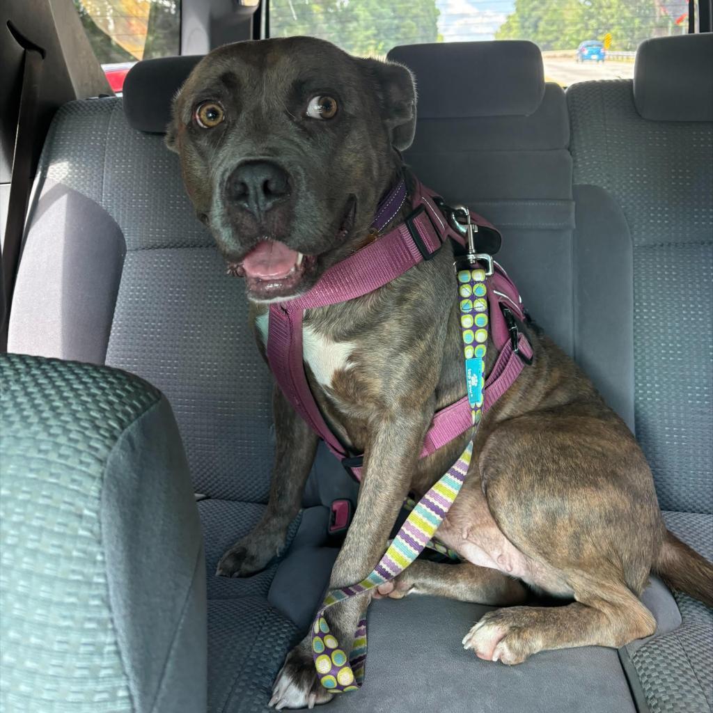 Enlarge Lovey, a Adoptable Mixed Breed in Auburn, AL image 2/6