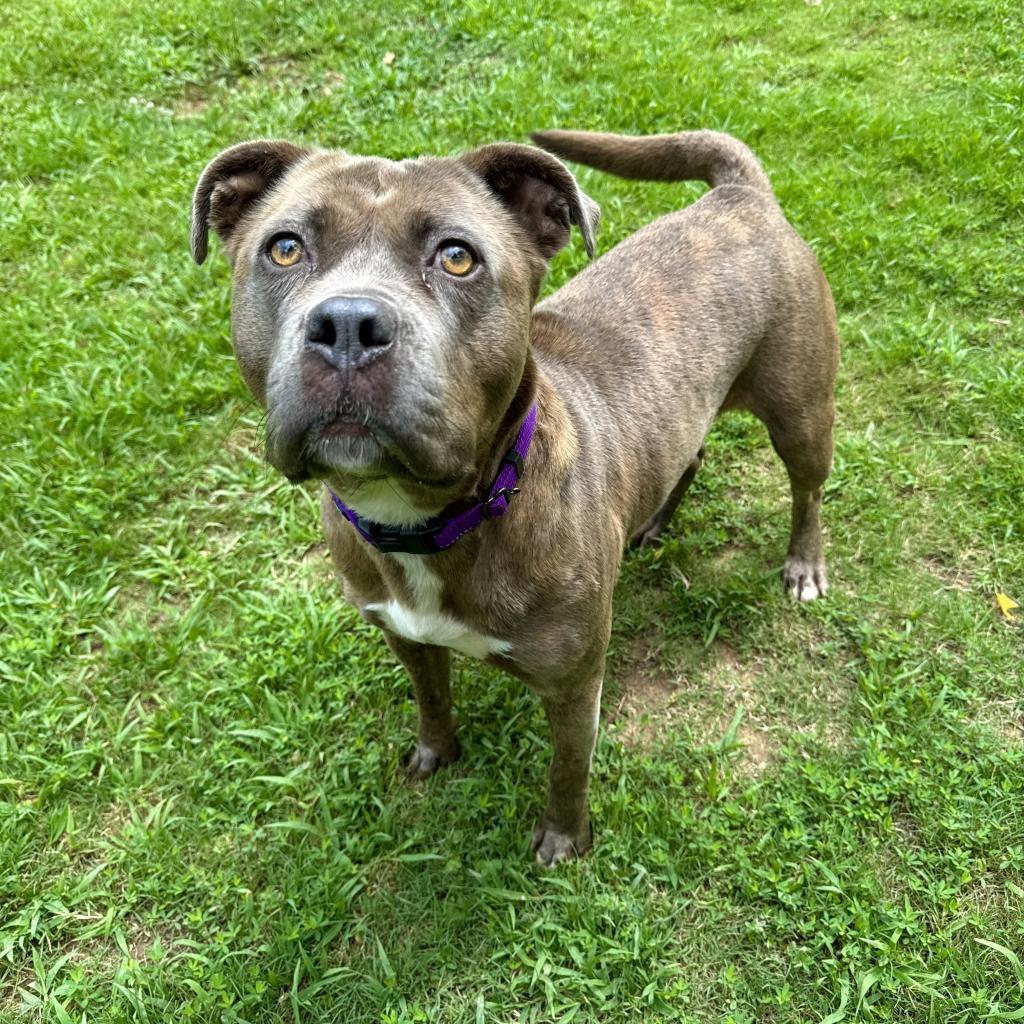 Enlarge Lovey, a Adoptable Mixed Breed in Auburn, AL image 3/6