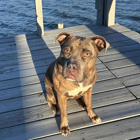 Enlarge Lovey, a Adoptable Mixed Breed in Auburn, AL image 5/6