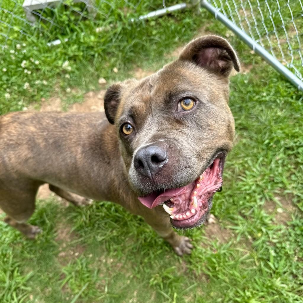 Enlarge Lovey, a Adoptable Mixed Breed in Auburn, AL image 5/6