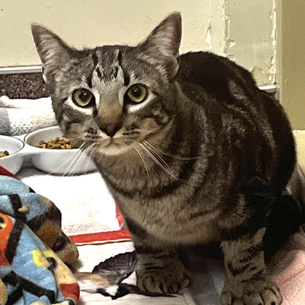 Enlarge Toes, a Adoptable Domestic Short Hair in Cheyenne, WY image 1/2