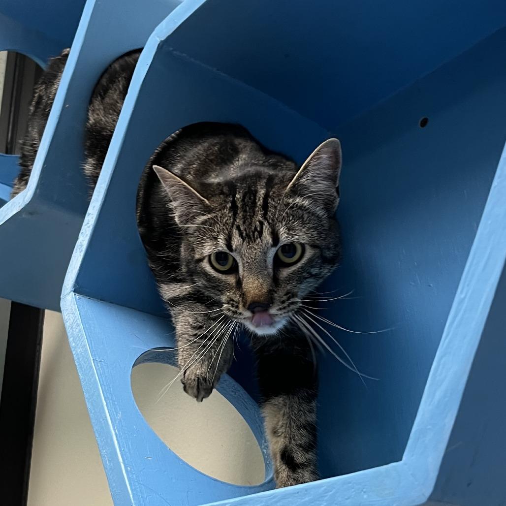 Enlarge Toes, a Adoptable Domestic Short Hair in Cheyenne, WY image 2/2