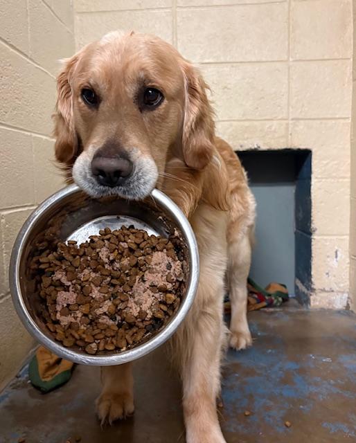 Enlarge Butters, an adopted Golden Retriever in Honesdale, PA image 2/2