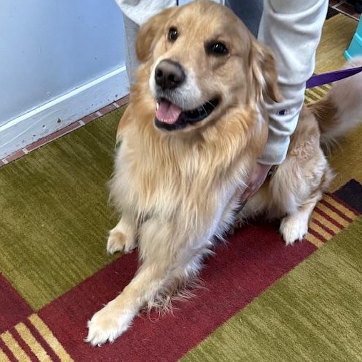 Butters, adopted, Adult Male Golden Retriever.