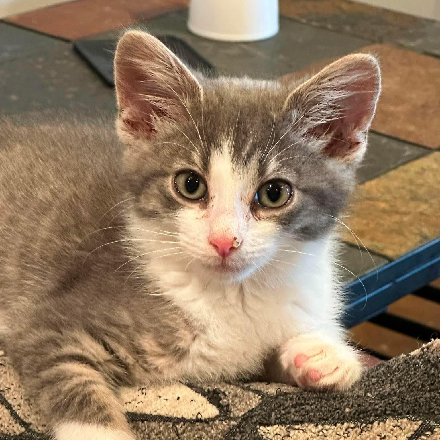 Enlarge Thumper, an adopted Domestic Short Hair in Sauk City, WI image 1/1