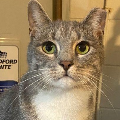 Enlarge Syrup, a Adoptable mixed breed in Bethlehem, PA image 1/2