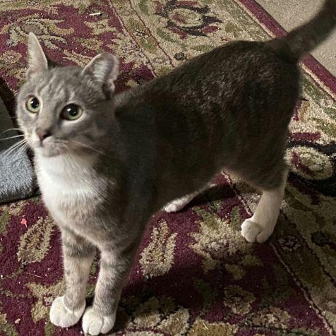 Enlarge Syrup, a Adoptable mixed breed in Bethlehem, PA image 2/2