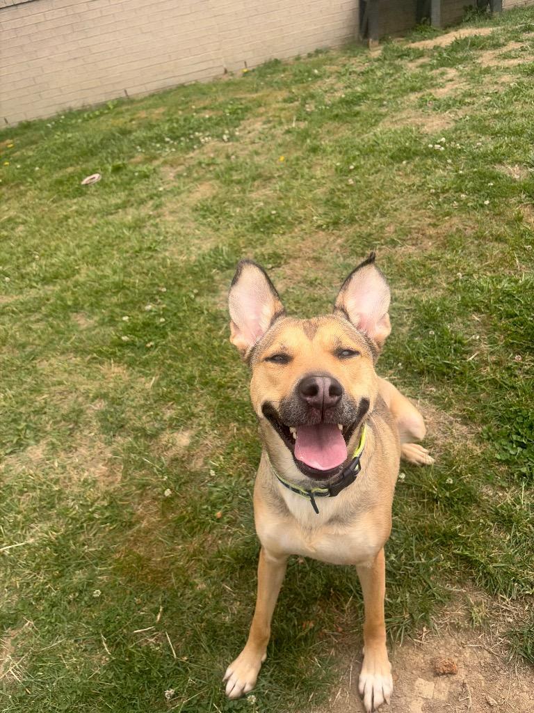 Enlarge Jodi, a Adoptable mixed breed in Gallatin, TN image 1/3