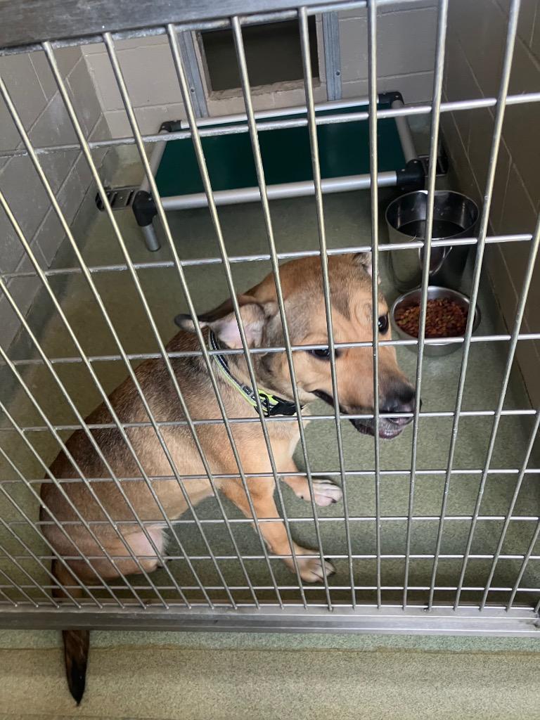 Enlarge Jodi, a Adoptable mixed breed in Gallatin, TN image 2/3