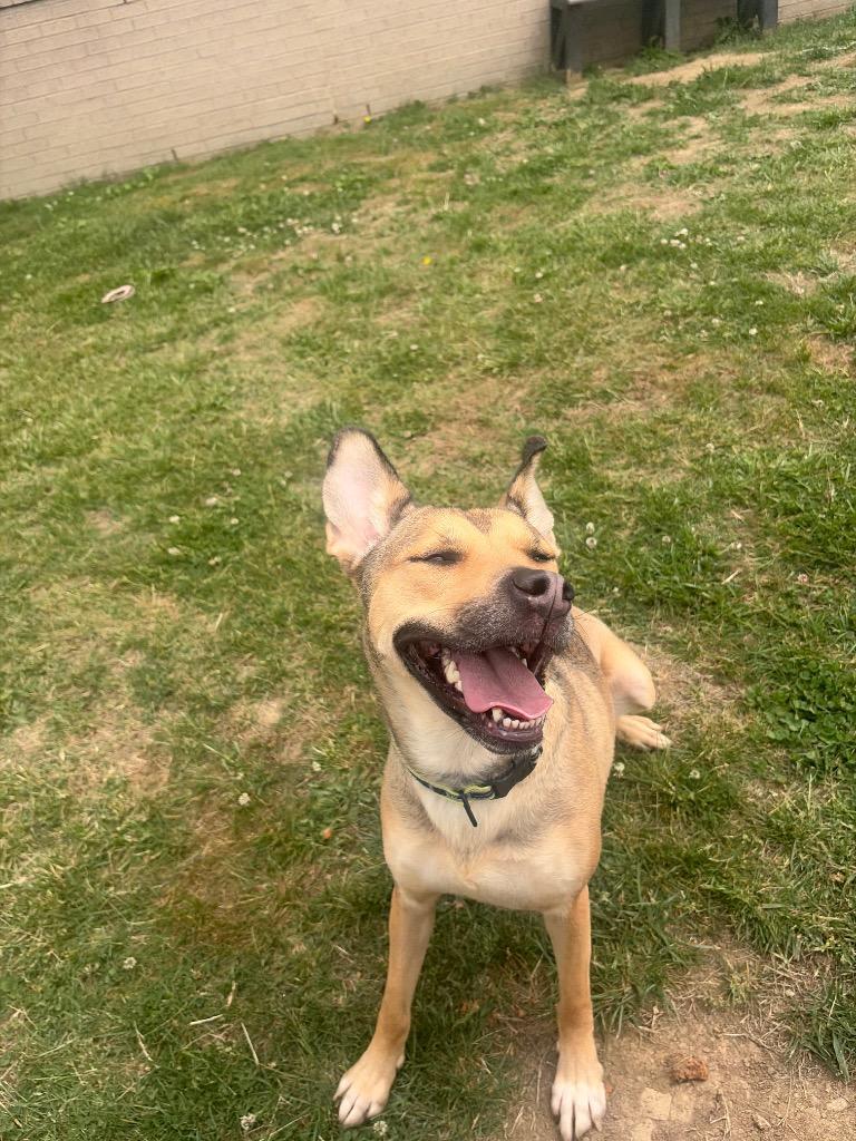 Enlarge Jodi, a Adoptable mixed breed in Gallatin, TN image 3/3