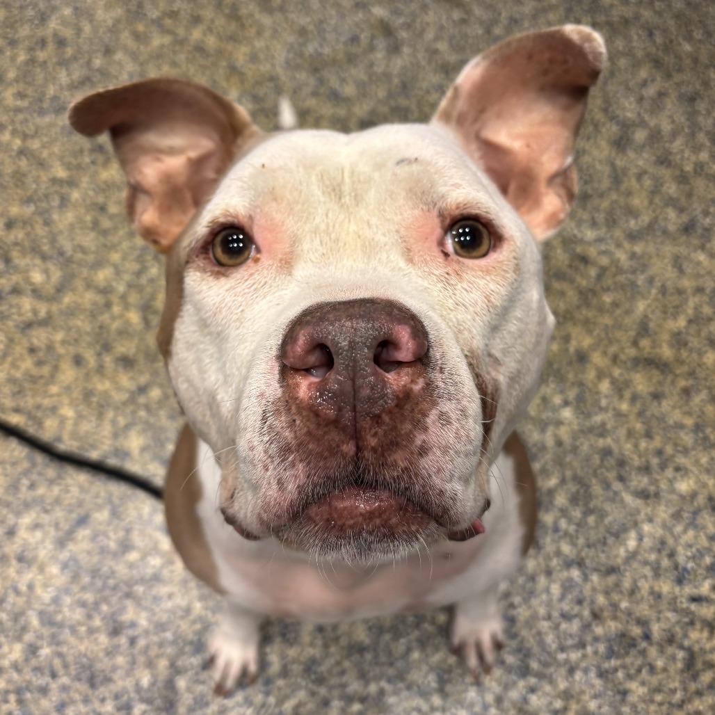 Kova, Adoptable, Adult Male Mixed Breed.