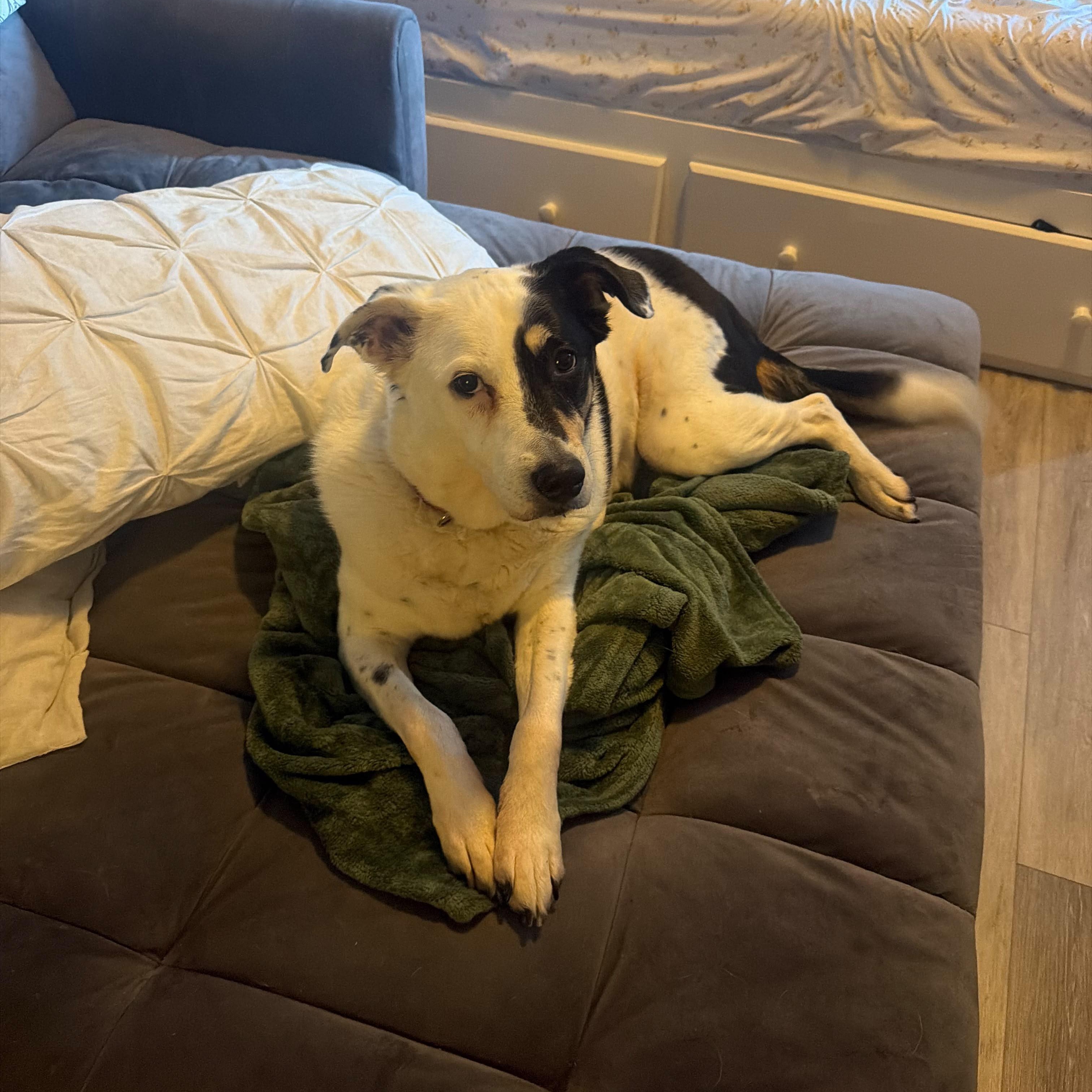 Enlarge Gina, a Adoptable Border Terrier in New York, NY image 2/6
