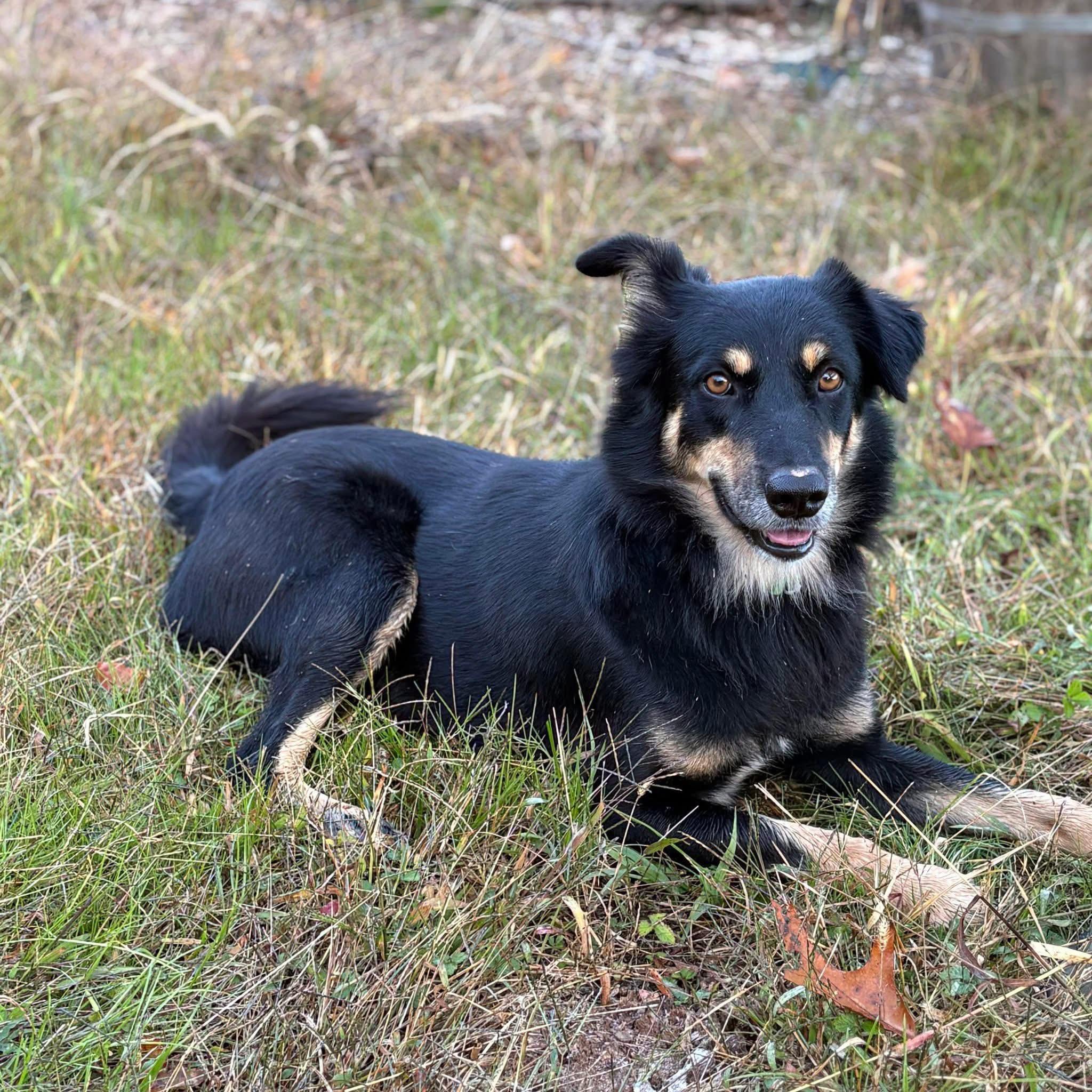 Enlarge Rocky, a Adoptable mixed breed in Allentown, NJ image 4/5