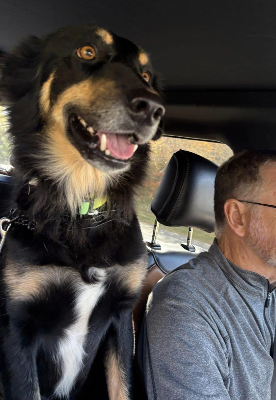 Enlarge Rocky, a Adoptable mixed breed in Allentown, NJ image 3/5