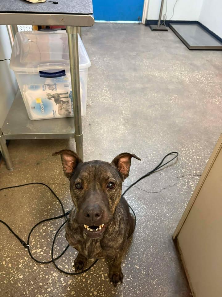 Enlarge Florence, a Adoptable Mixed Breed in Ocala, FL image 1/2