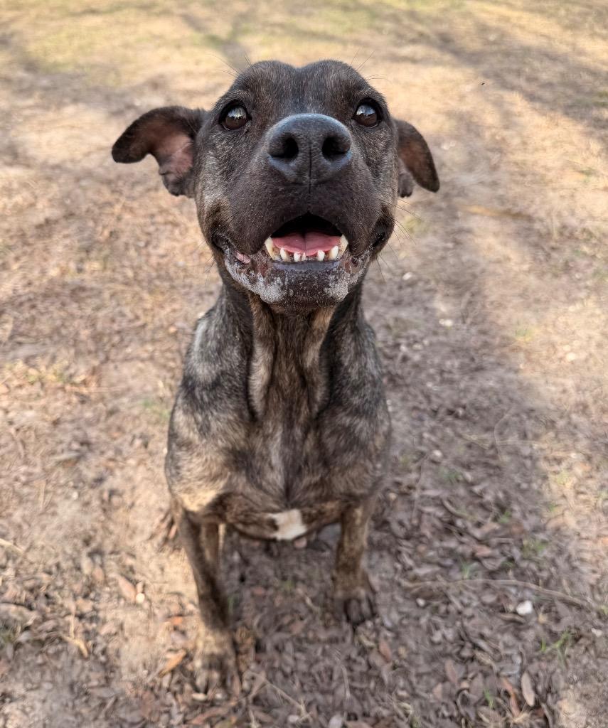 Enlarge Florence, a Adoptable Mixed Breed in Ocala, FL image 2/2