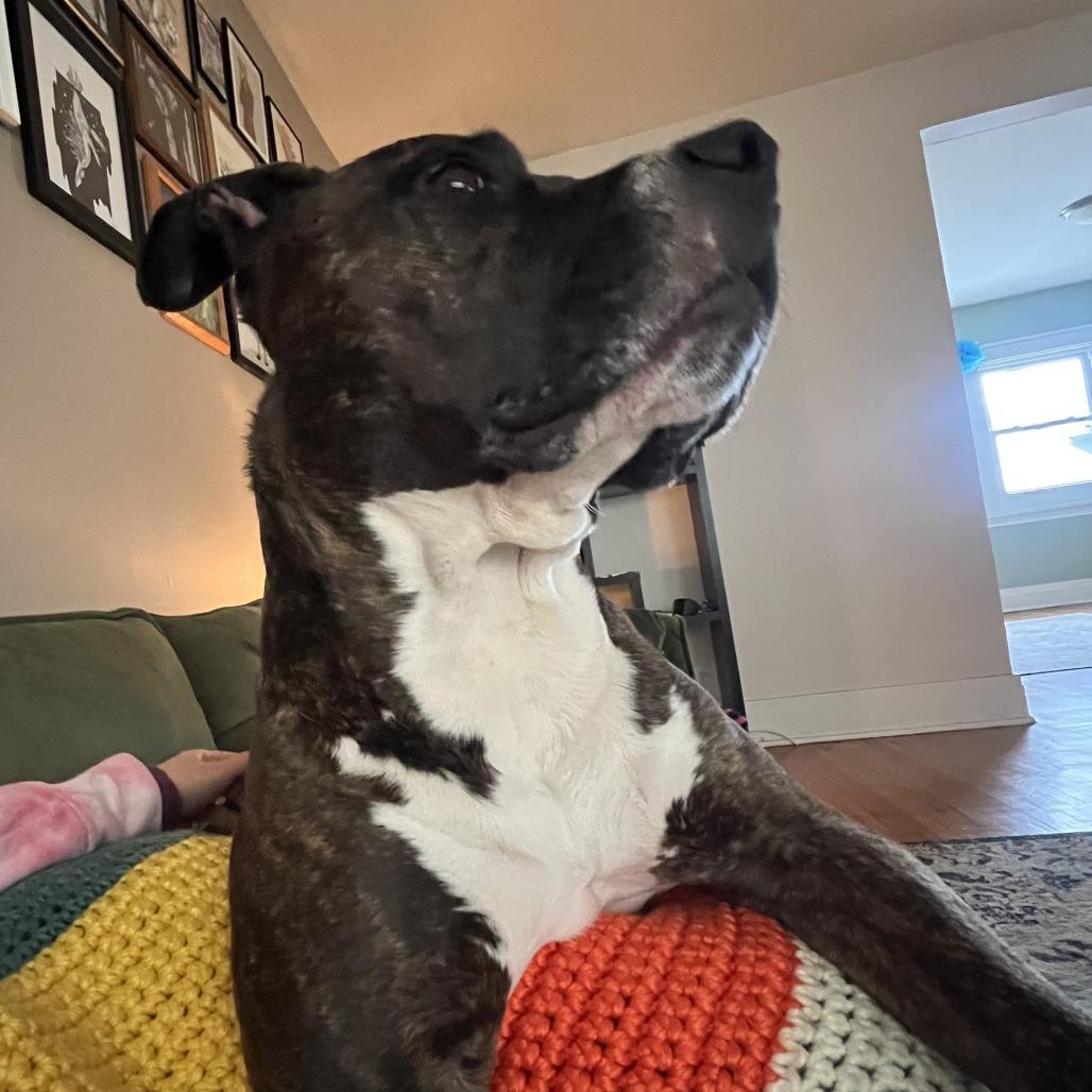 King — thumbnail 3