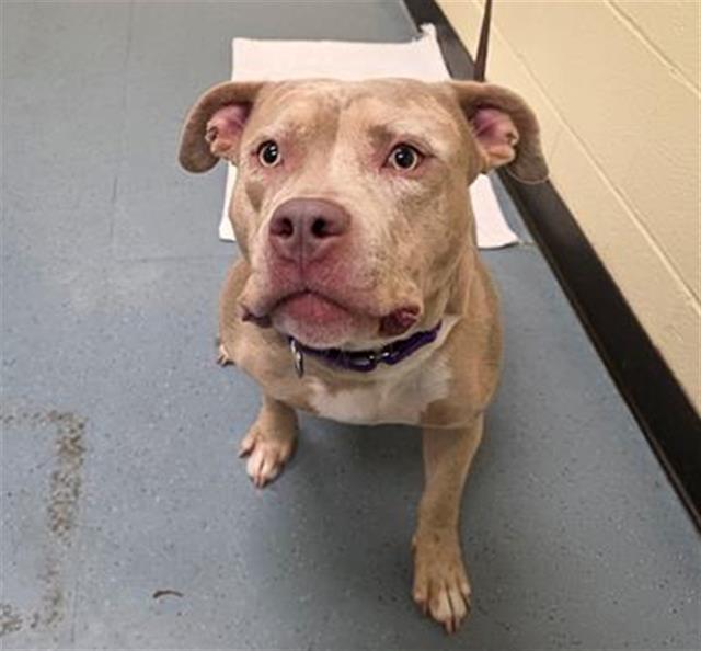 Enlarge BRANDI CARLISLE, a Adoptable Pit Bull Terrier in Denver, CO image 1/1