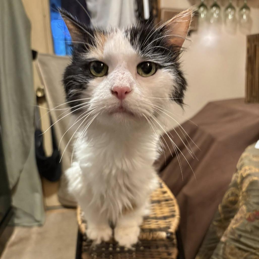 Enlarge Sidney, a Adoptable Domestic Long Hair in Johnstown, PA image 1/2