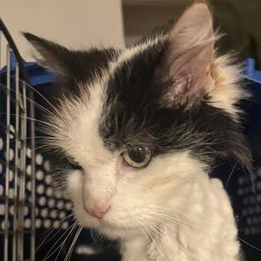 Sidney, Adoptable, Senior Female Domestic Long Hair.