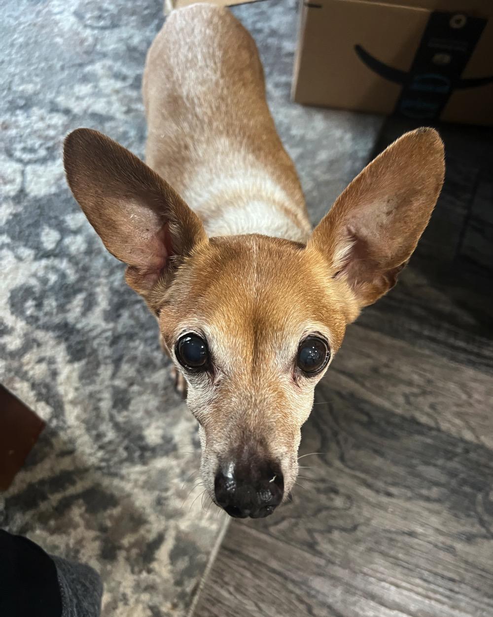 Trooper, Adoptable, Senior Male Chihuahua.