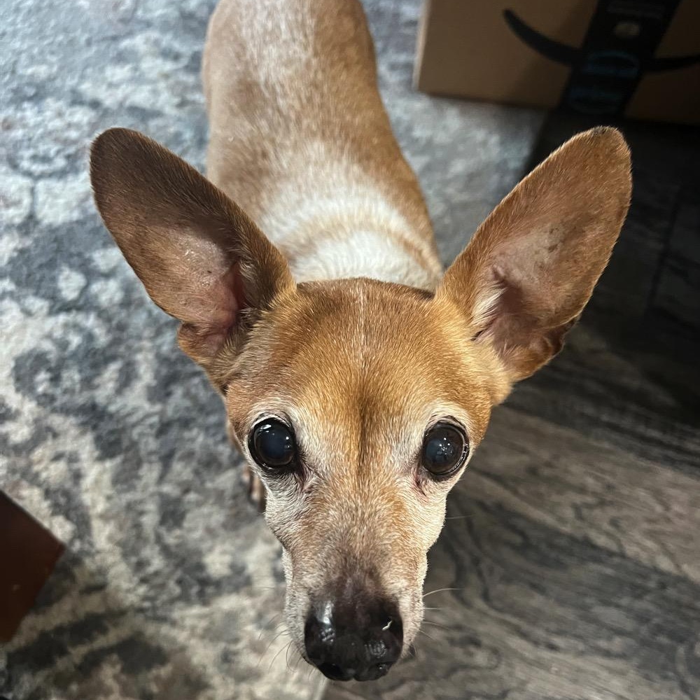 Enlarge Trooper, a Adoptable mixed breed in Orange Park, FL image 1/6